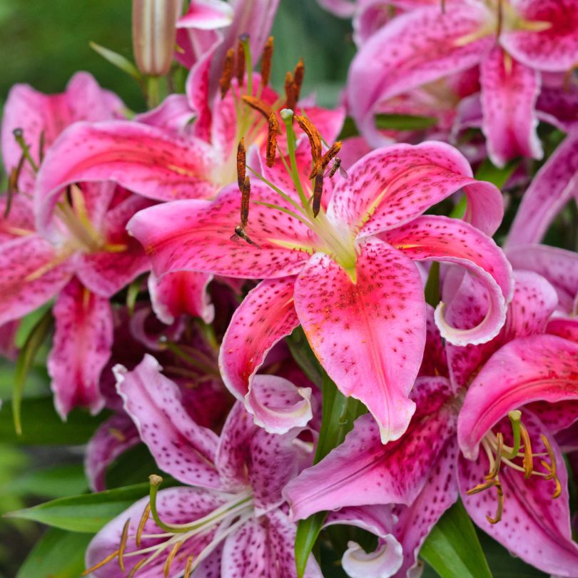 stargazer vs tiger lily Stargazer' Lily Bulbs For Sale – Great Garden Plants