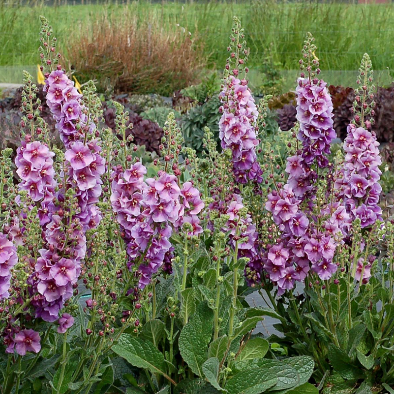 'Sugar Plum' Mullein (Verbascum)