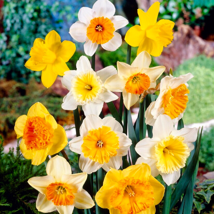 Sunshine Large Cupped Daffodil Mix (Narcissus) – Great Garden Plants