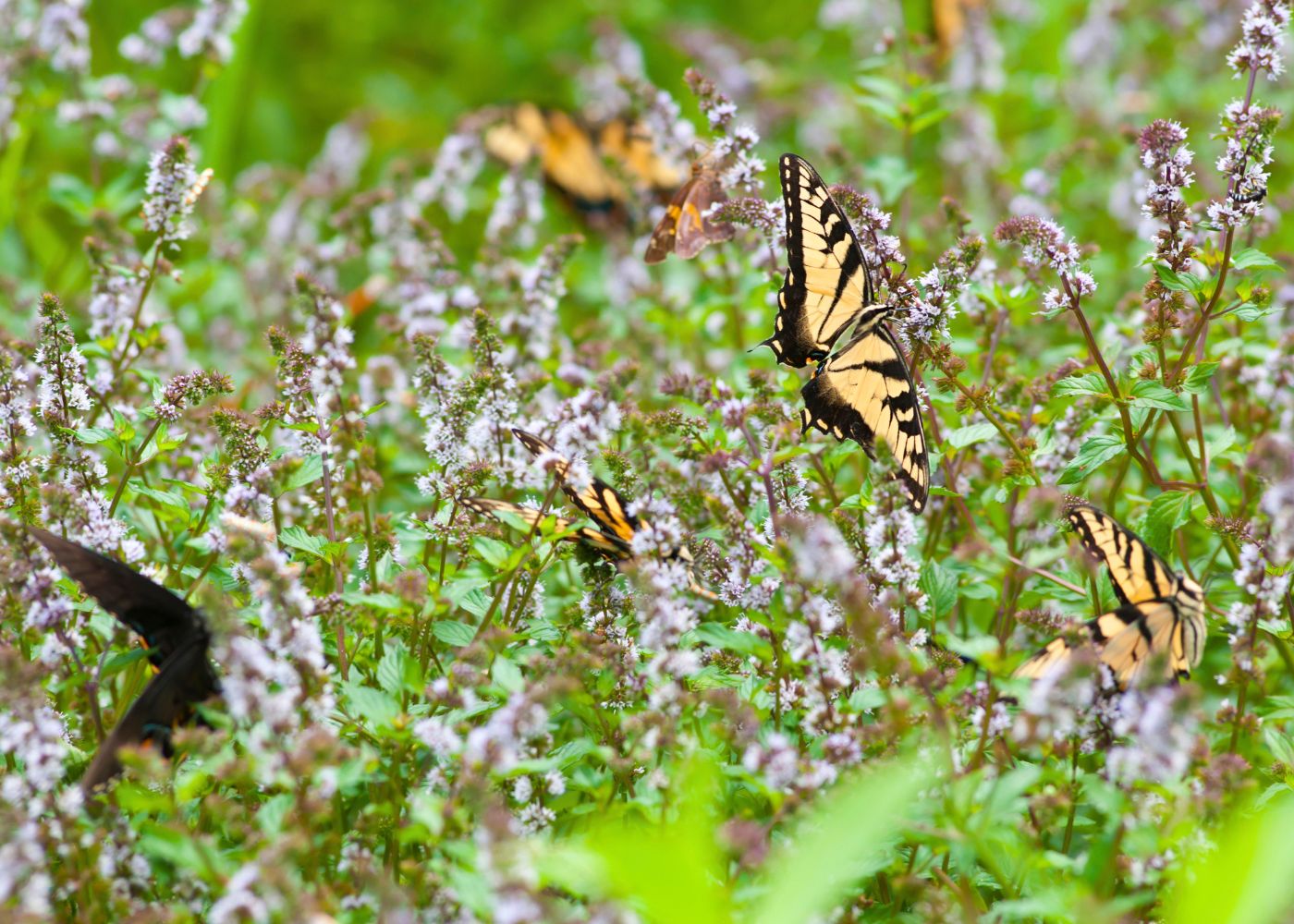 Swallowtail butterflies in a field of purple pollinator plants