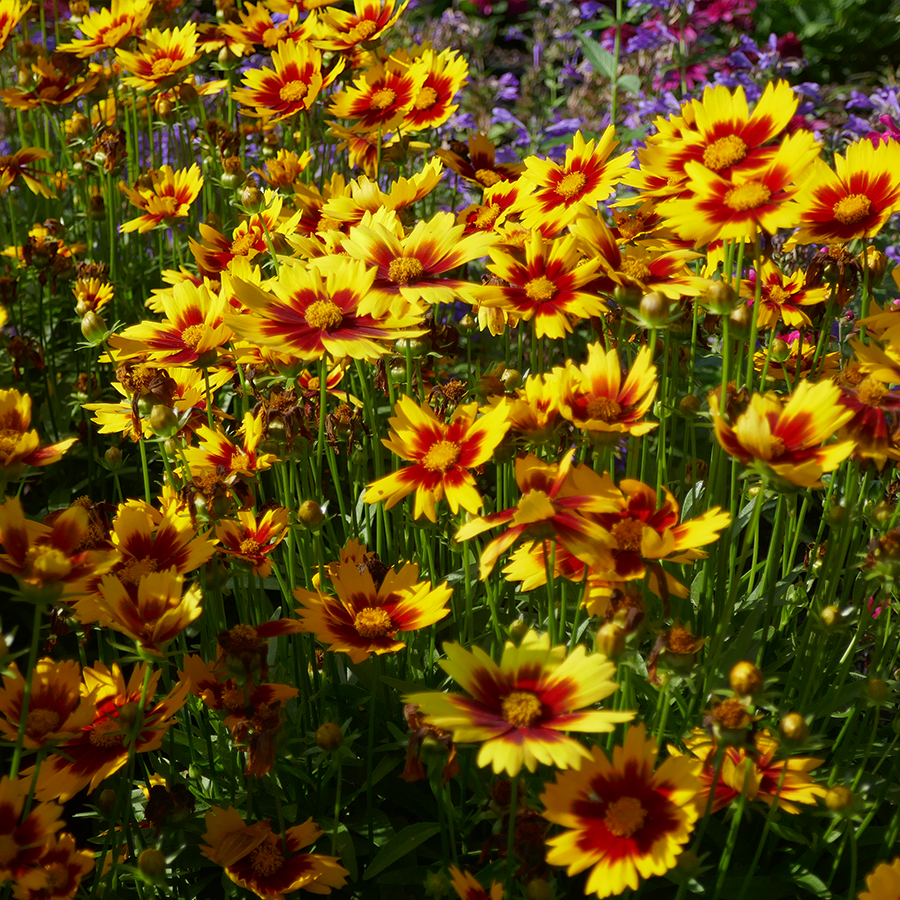 Uptick Gold & Bronze Tickseed