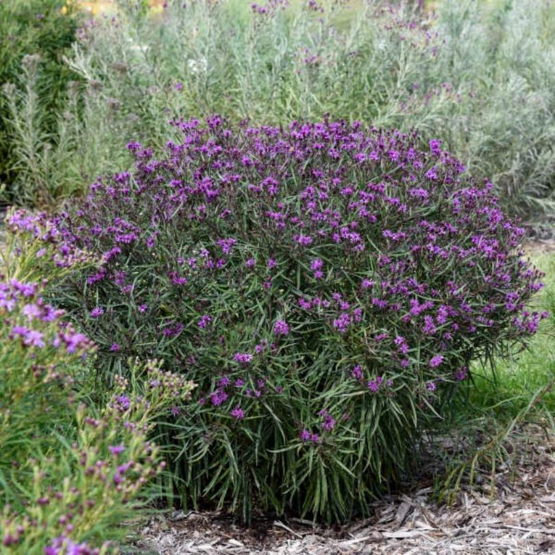 princess lavender plant 'Prairie Princess' Ironweed (Vernonia)