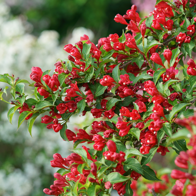 weigela plant fertilizer Sonic Bloom Red Weigela