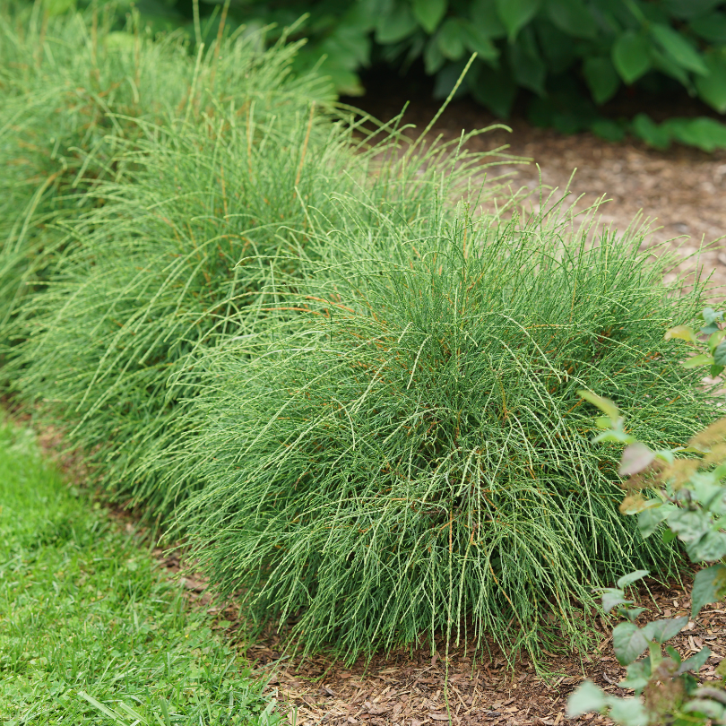Whip It Good™ Arborvitae (Thuja) | Proven Winners – Great Garden
