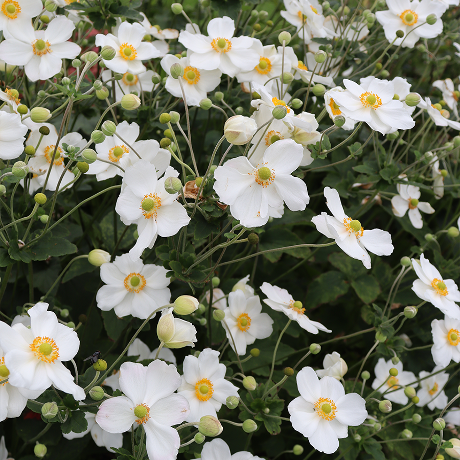 Honorine Jobert' Japanese Anemone | Perennials – Great Garden Plants