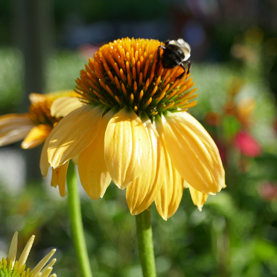 yellow echinacea seeds Kismet Yellow Coneflower