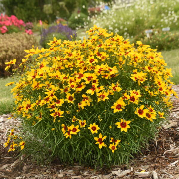 golden seed plant Designer Threads 'Golden Needles' Tickseed