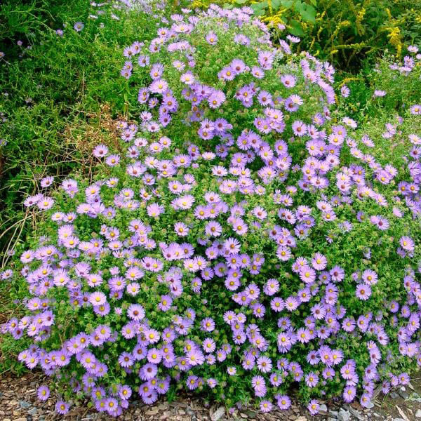 October Skies Aster Plants