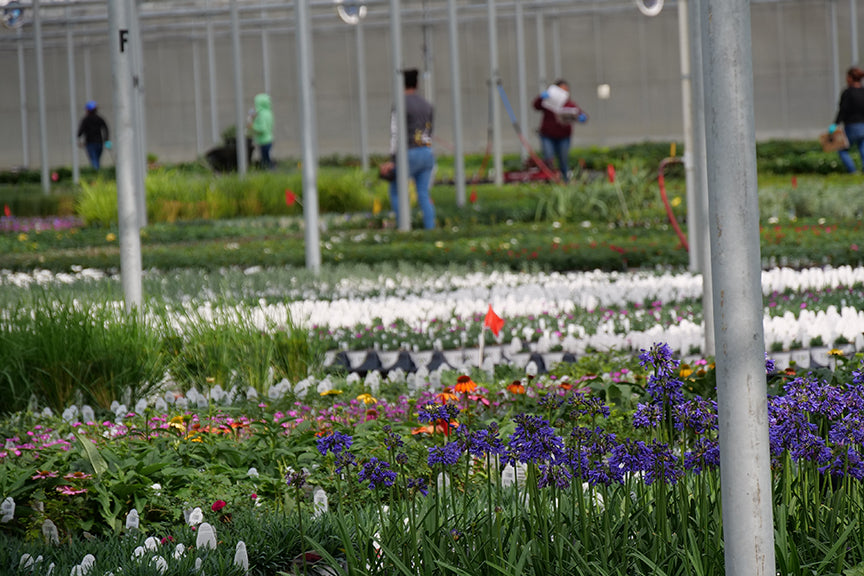 People working in a greenhouse