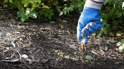 Gloved had spreading fertilizer