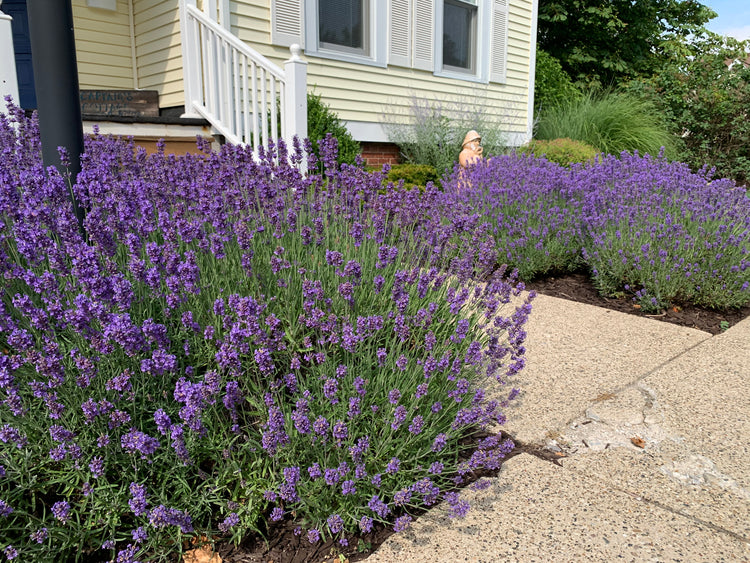 Hidcote Lavender plant in front of a walkway