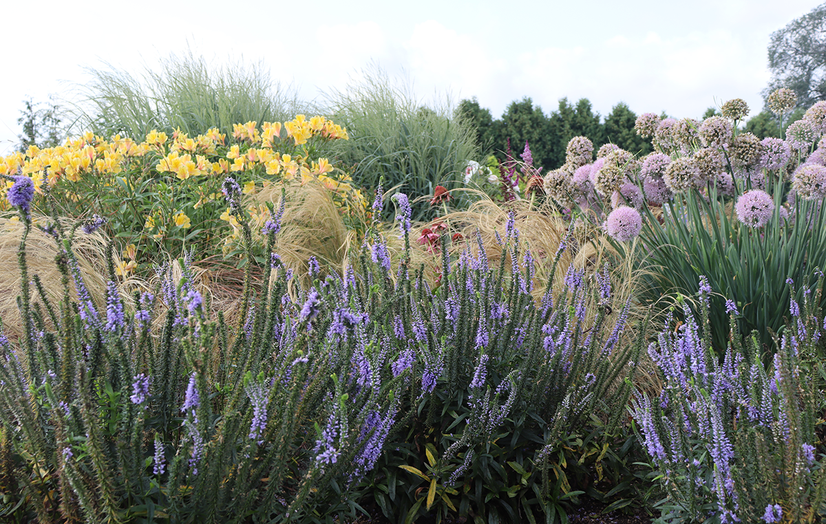 Perennial garden filled with salvia, allium, and tiger lily