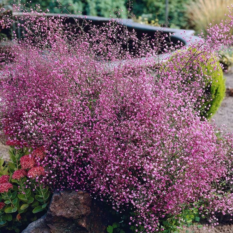 Hewitt's Double' Chinese Meadow Rue | Perennials – Great Garden Plants
