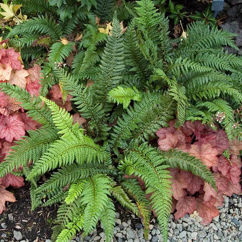 tassel fern potting mix Korean Tassel Fern (Polystichum)