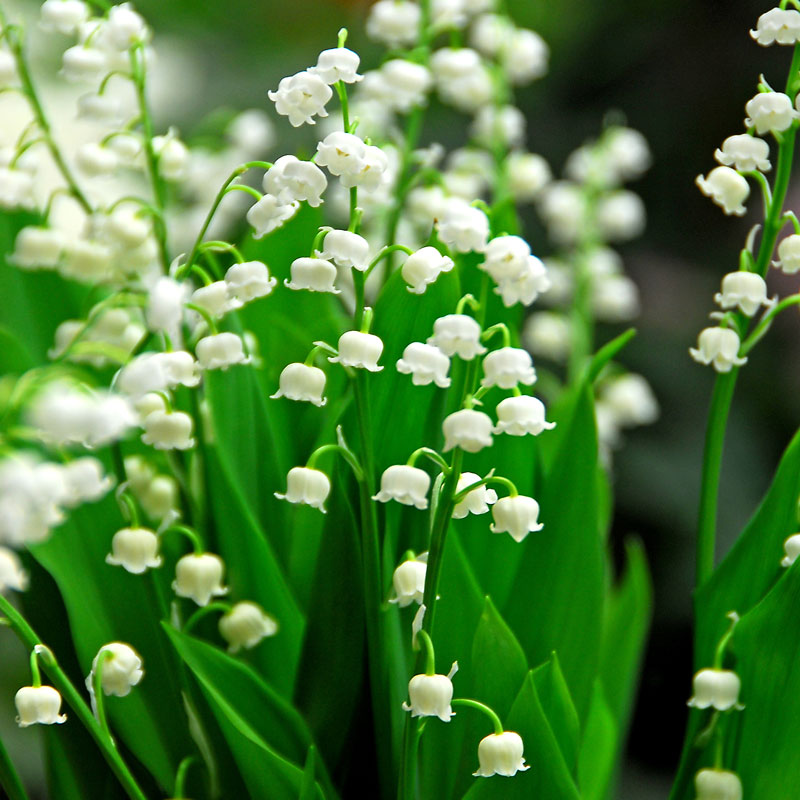 big lily of the valley flower Lily of the Valley