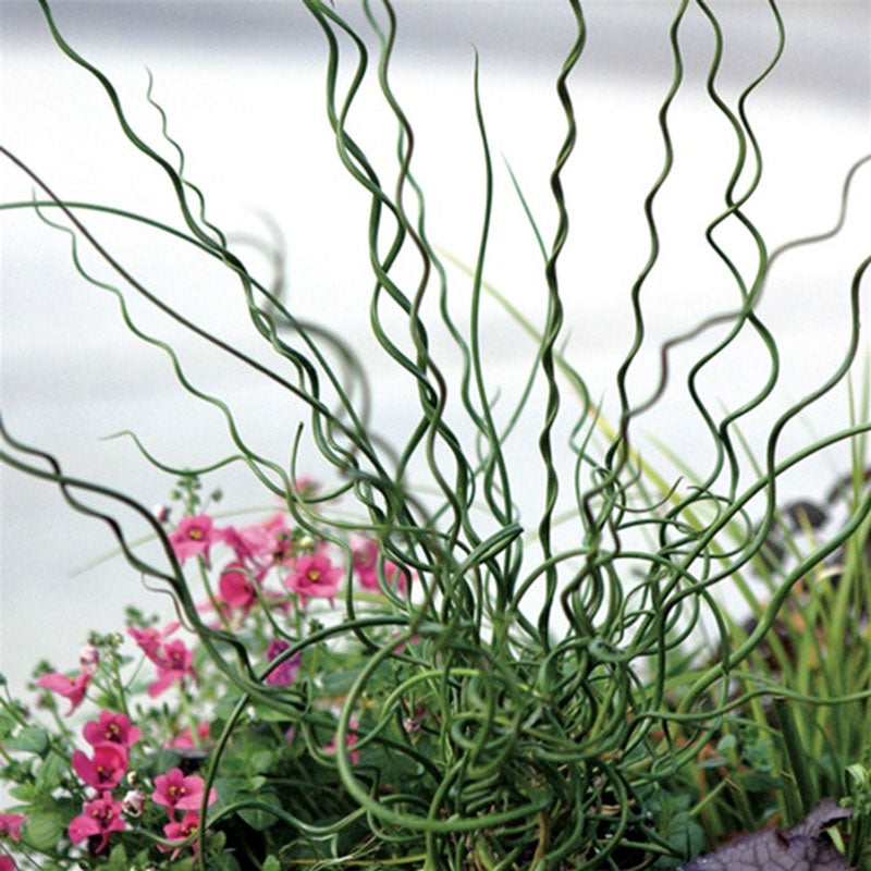 corkscrew grass succulent Big Twister Rush (Juncus)