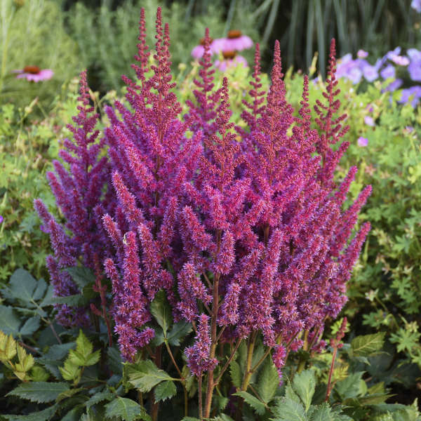 lavender astilbe plant 'Visions' Astilbe