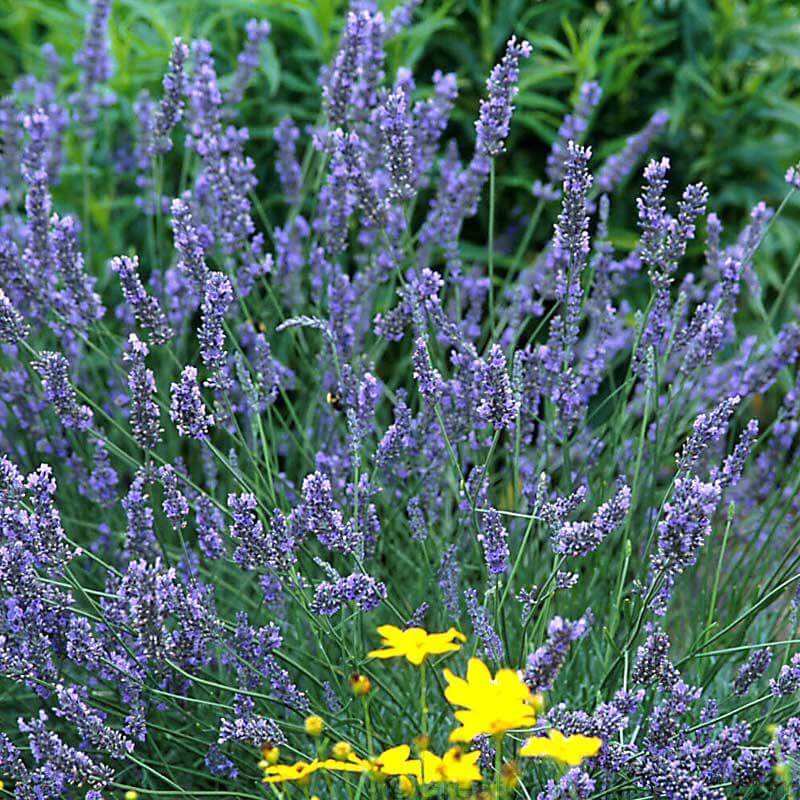hardy lavender plant Grosso' Lavender