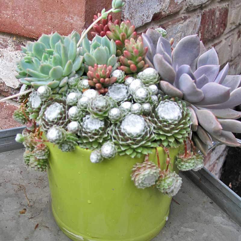 cobweb succulent Cobweb Hens & Chicks