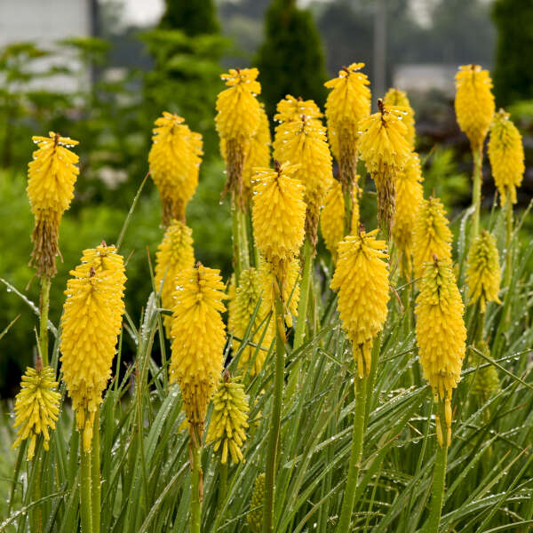 Pyromania™ 'Solar Flare' Red Hot Poker | Perennials – Great Garden