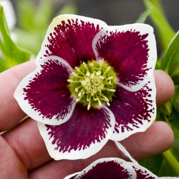 Honeymoon® Romantic Getaway Lenten Rose | Perennials – Great