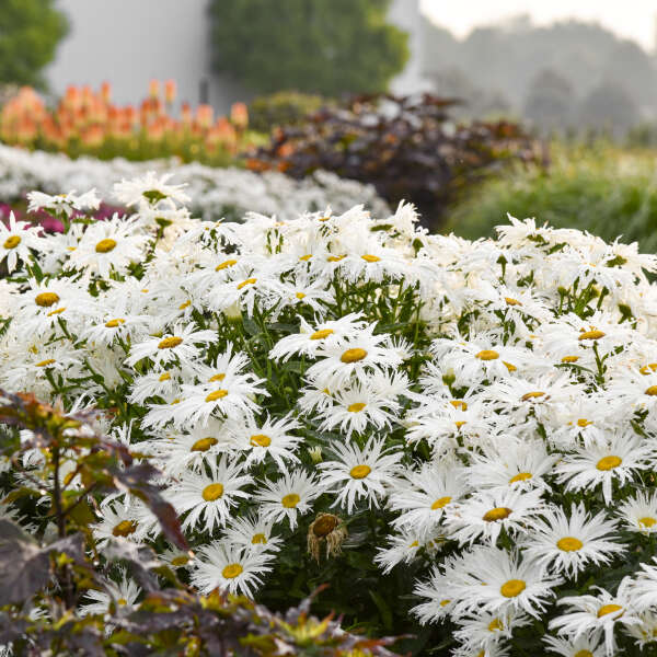 Amazing Daisies 'Spun Silk' Shasta Daisy (Leucanthemum)