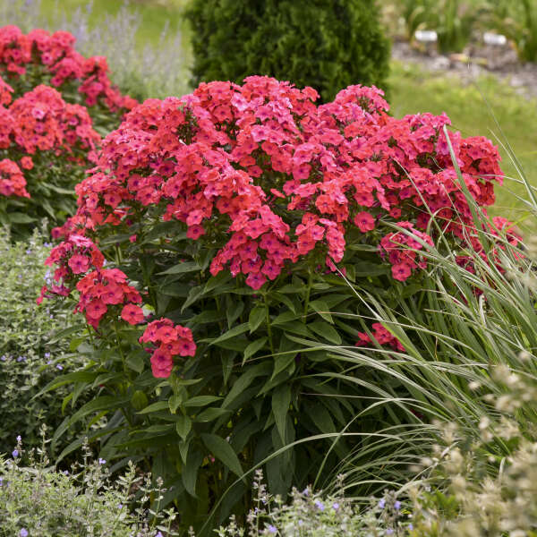 fertilizer for phlox plants Luminary™ 'Sunset Coral' Tall Garden Phlox