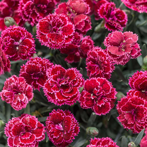 Fruit Punch® 'Black Cherry Frost' Dianthus | Perennials – Great