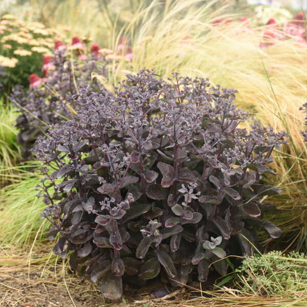 Rock 'N Grow 'Back in Black' Stonecrop