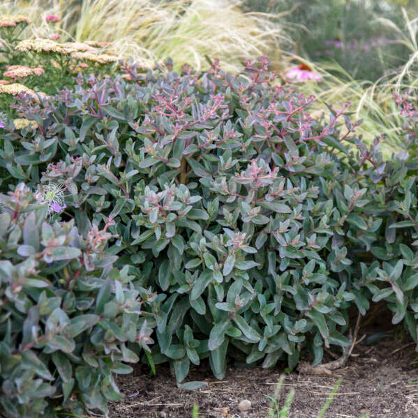 tiramisu succulent Rock 'N Grow® 'Tiramisu' Stonecrop (Sedum)