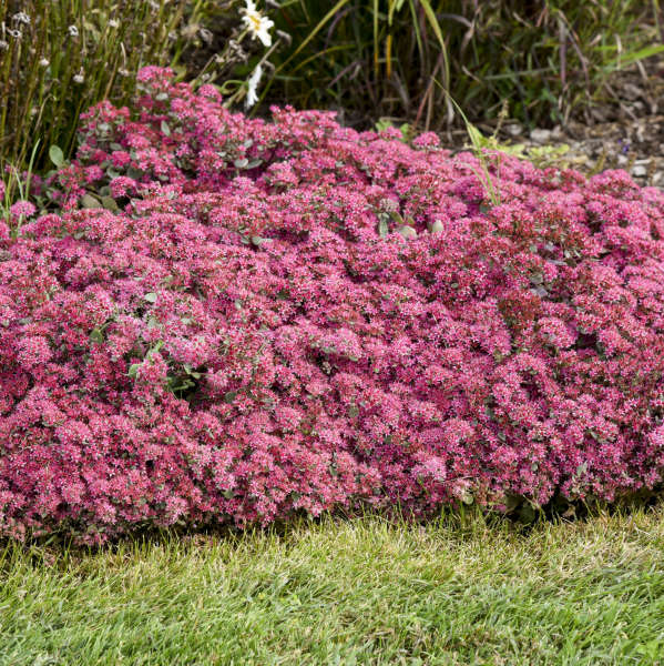 Rock 'N Round 'Superstar' Stonecrop | Perennials – Great Garden Plants
