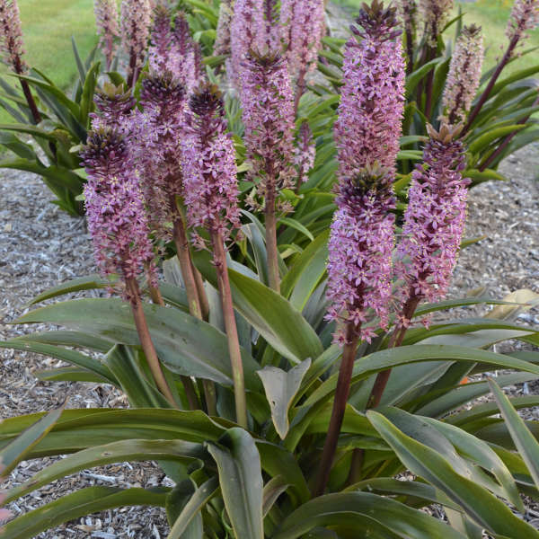 south african pineapple plant 'African Night' Pineapple Lily (Eucomis)