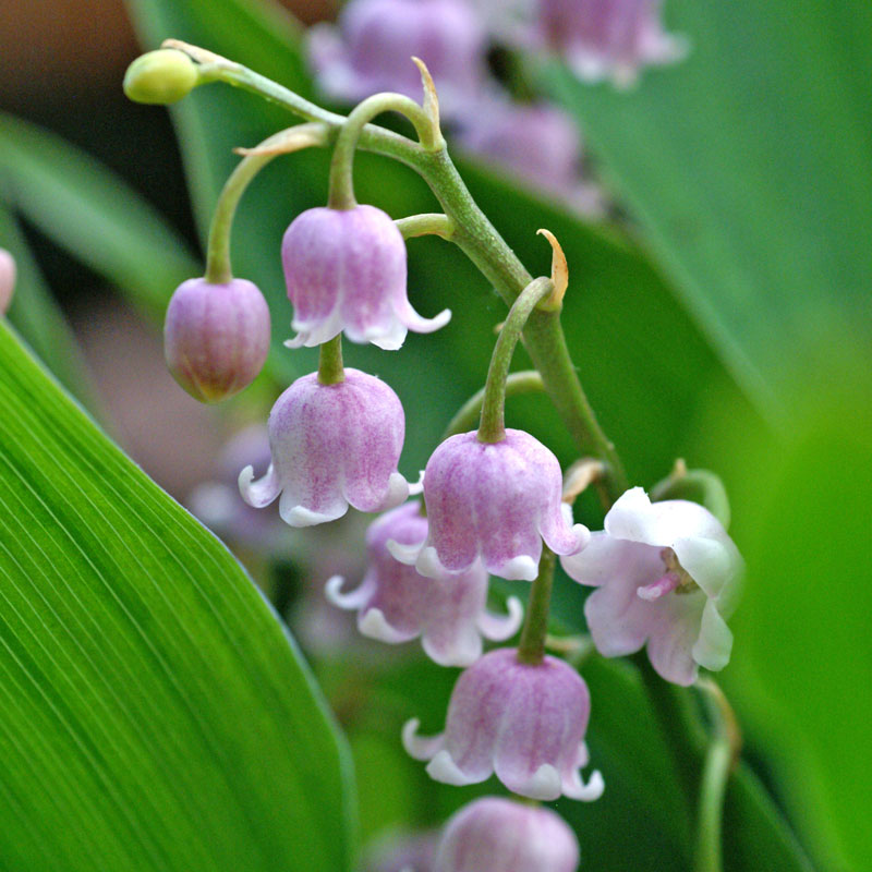 pink lily flower with no leaves 'Rosea' Lily of the Valley