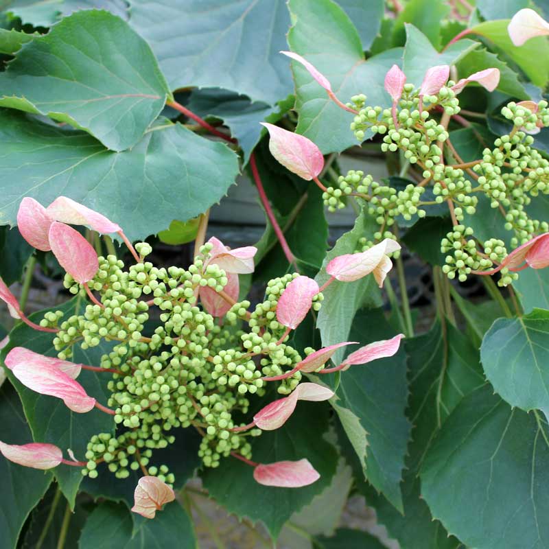 hydrangea snake plant Rose Sensation False Hydrangea Vine (Schizophragma)