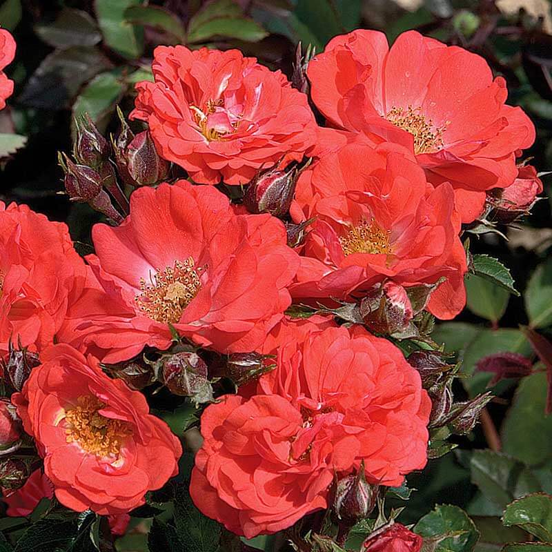 Drift roses deals