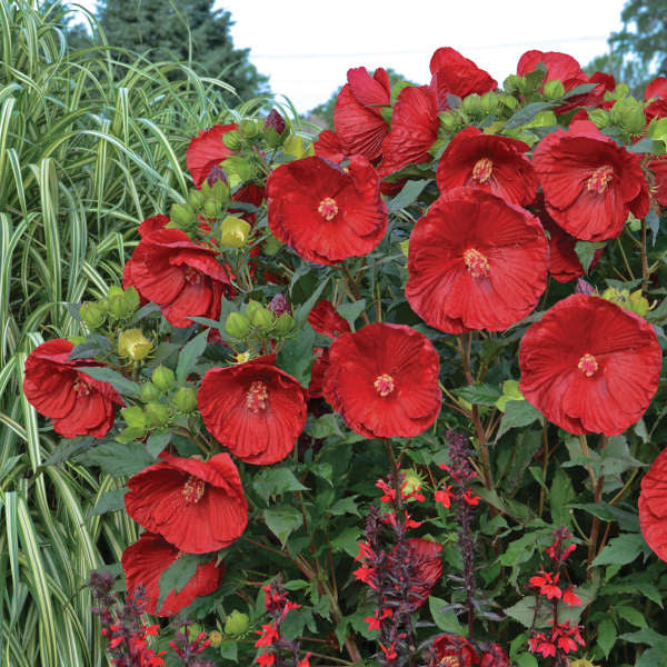 Summerific 'Cranberry Crush' Perennial Hibiscus