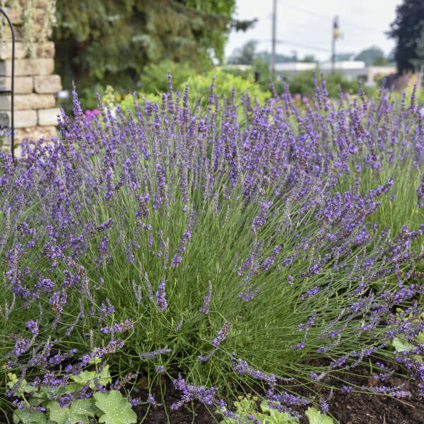 Grosso French Lavender, Lavandula intermedia