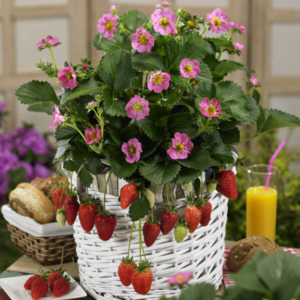 everbearing strawberry plants in pots 'Gasana' Everbearing Strawberry (Fragaria)