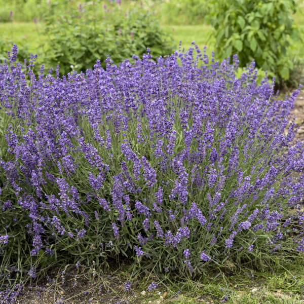 'Imperial Gem' Lavender Plants For Sale Perennials Great Garden Plants