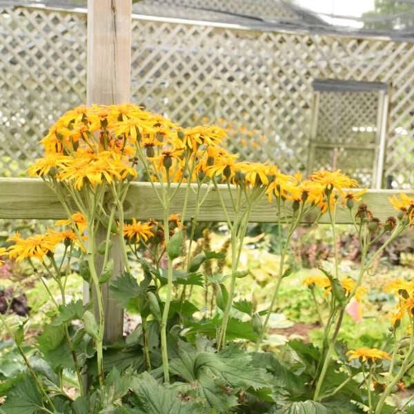 tractor seed plant 'Green Tractor' Ligularia
