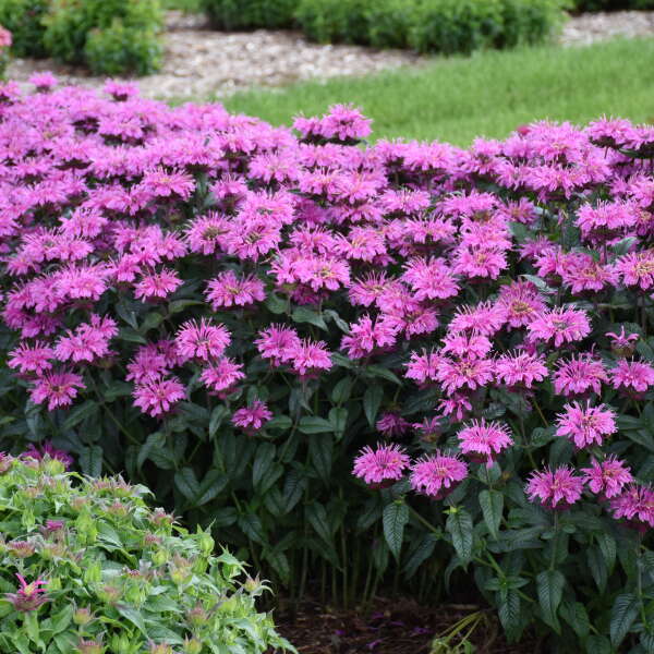 bee lavender plant Upscale™ 'Lavender Taffeta' Bee Balm