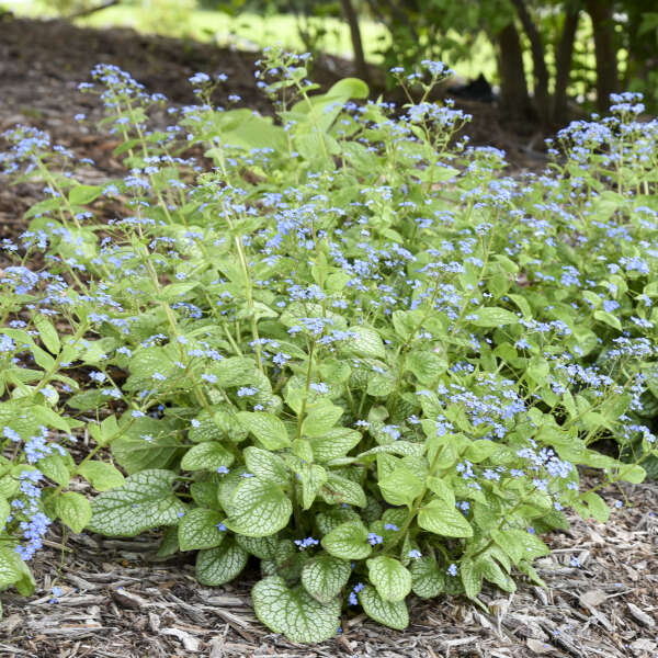 Jack of Diamonds' Siberian Bugloss | Proven Winners – Great Garden