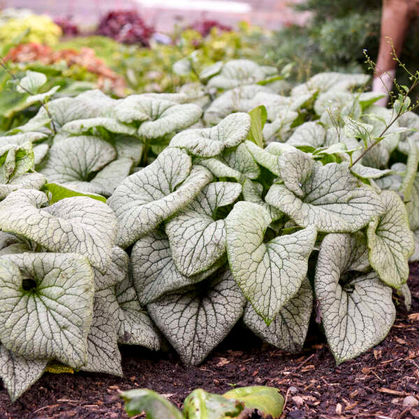 silver plants for pots 'Sterling Silver' Siberian Bugloss (Brunnera)
