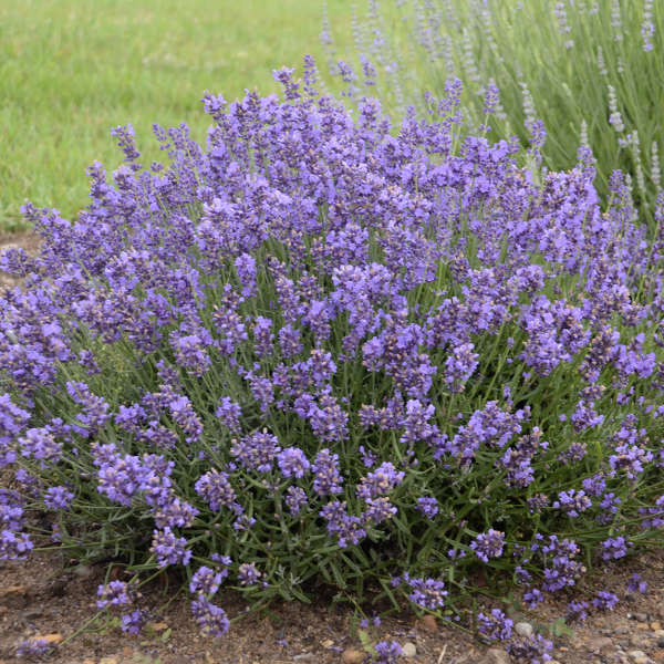 best time to buy lavender plants 'Essence Purple' Lavender