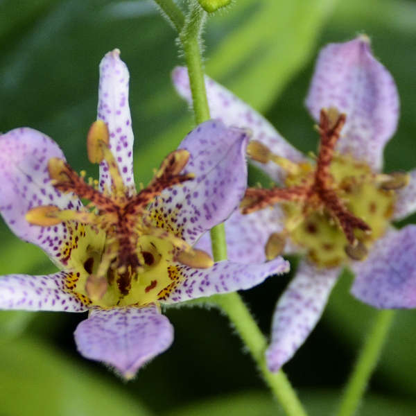 flower toad lily 'Autumn Glow' Formosa Toad Lily (Tricyrtis)