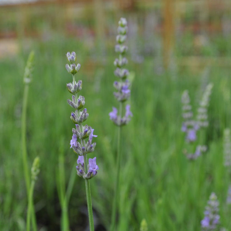 french lavender plants for sale Provence French Lavender Plants For Sale