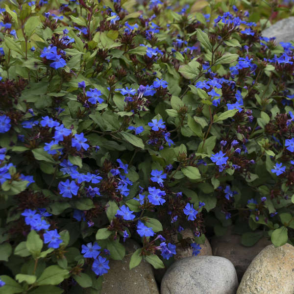Hardy Plumbago (Ceratostigma) | 32 Landscape Plugs