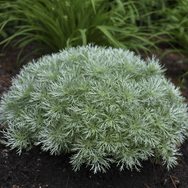 wormwood potted plant 'Silver Mound' Wormwood (Artemisia)