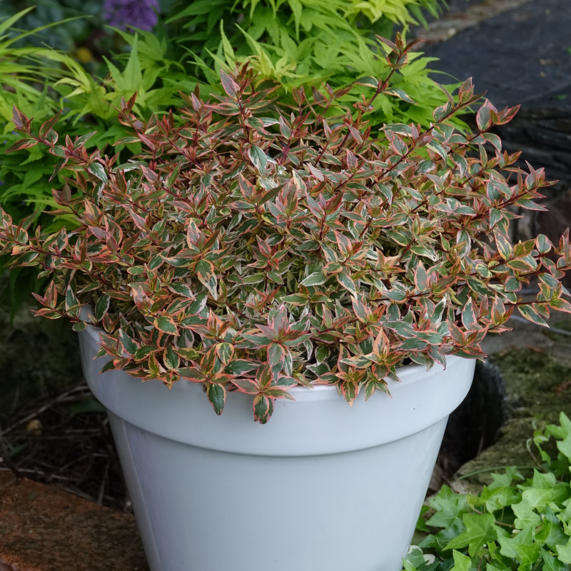 エンパシー エンパス（スピンギアカラー） Tres Amigos™ Abelia | Proven Winners – Great Garden Plants