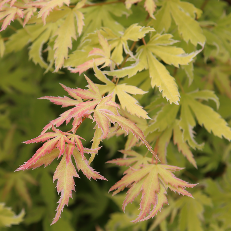 Metamorphosa Japanese Maple (Acer)